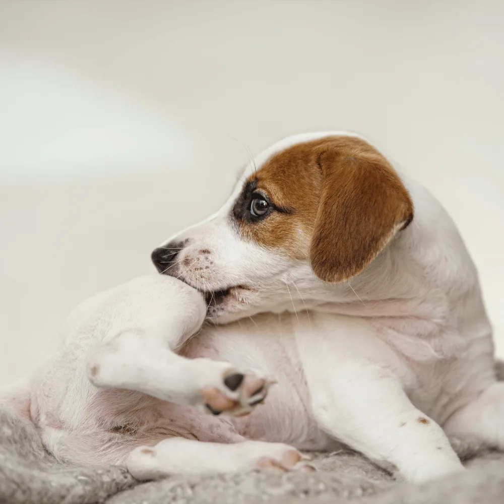 Fleas on a dog