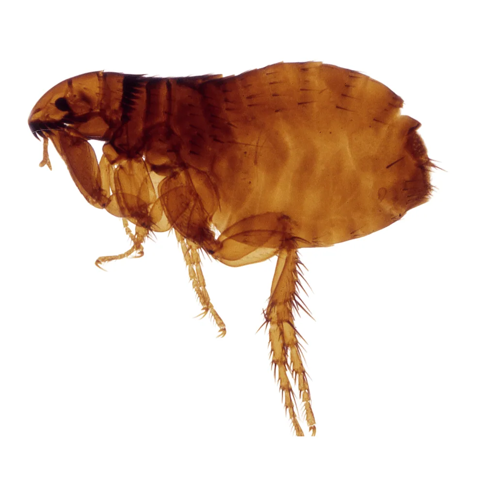 Fleas
