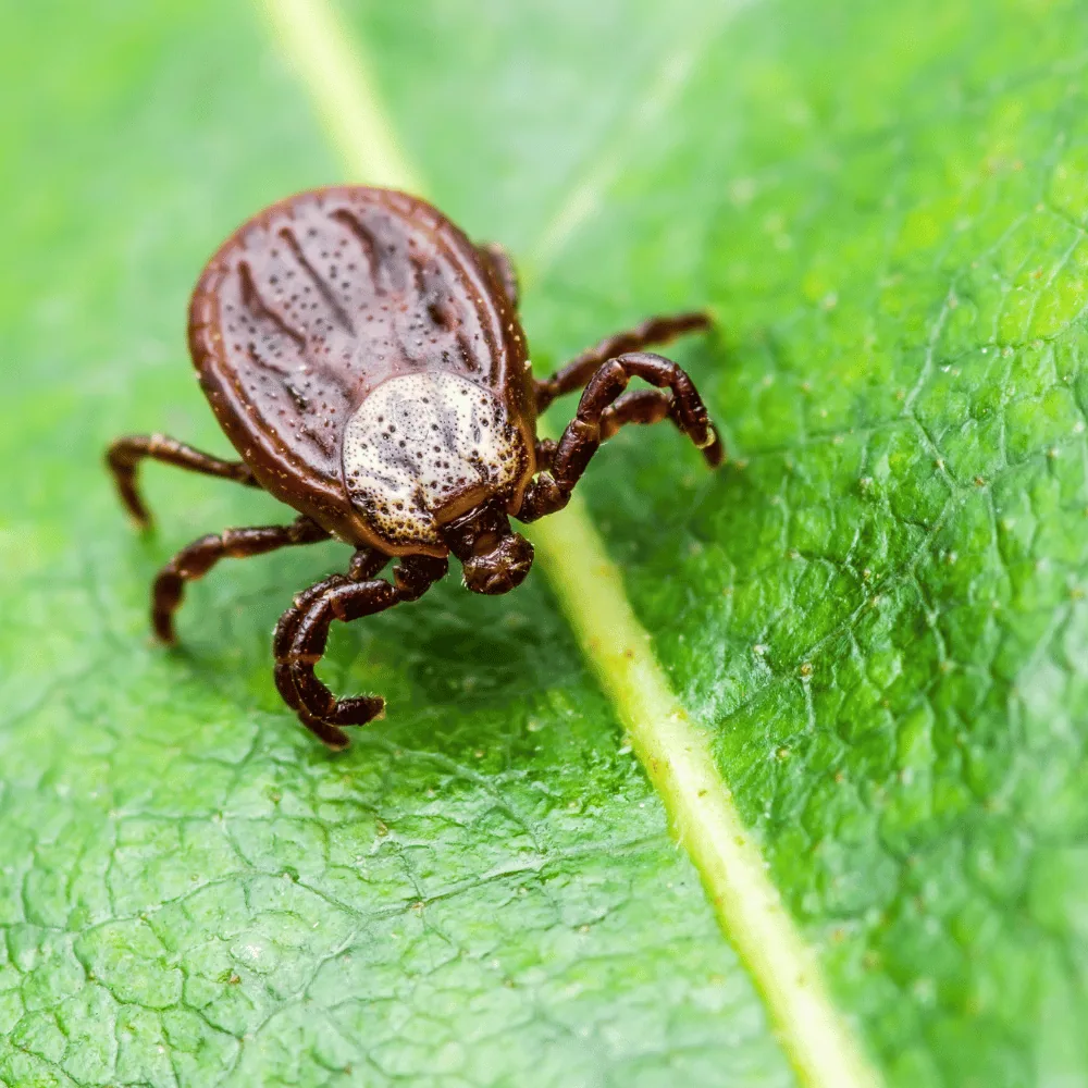 Tick