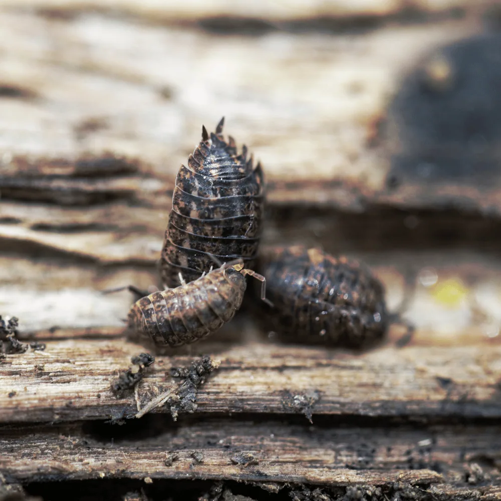 Woodlouse