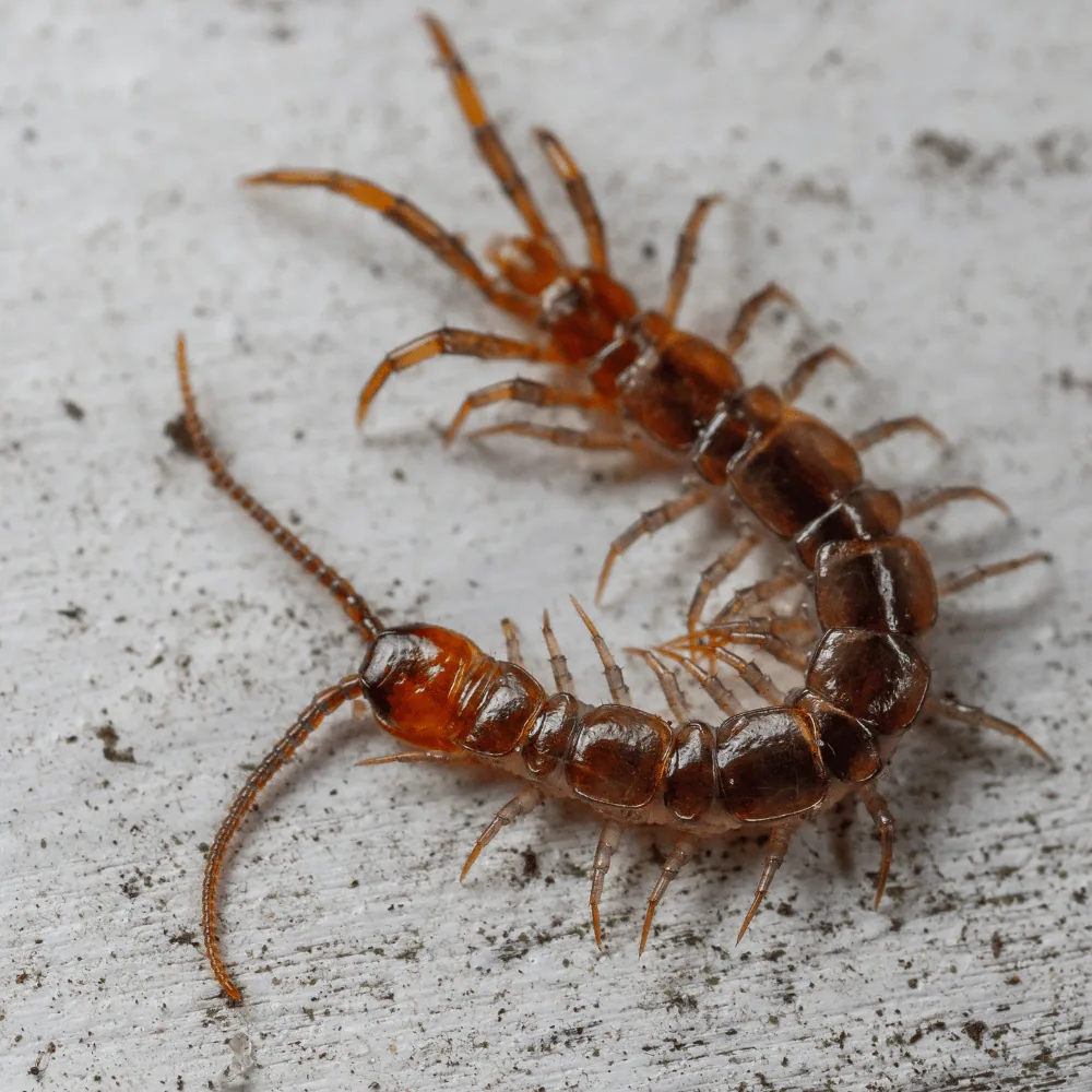 Millipede