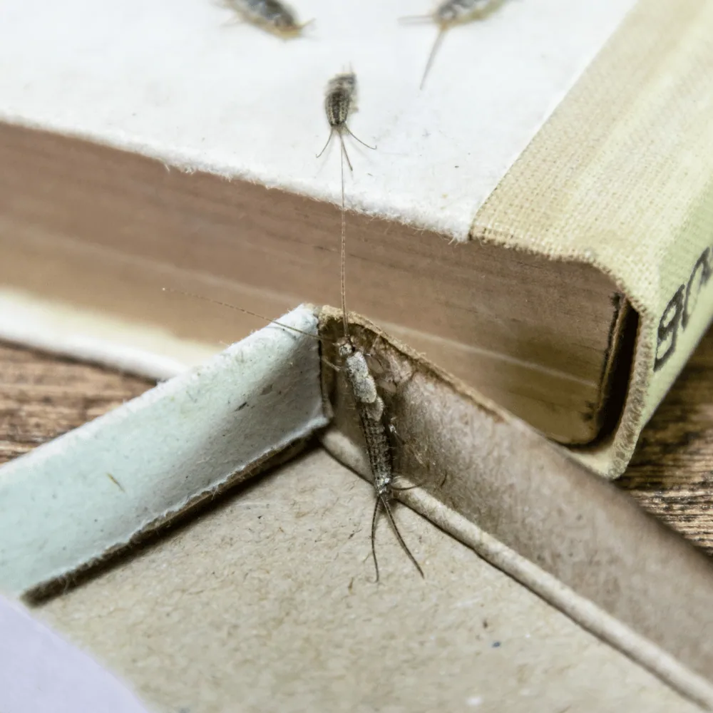 Silverfish