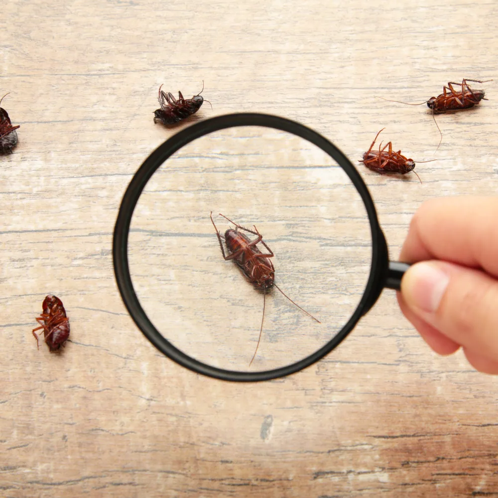 Cockroach under a magnifying glass