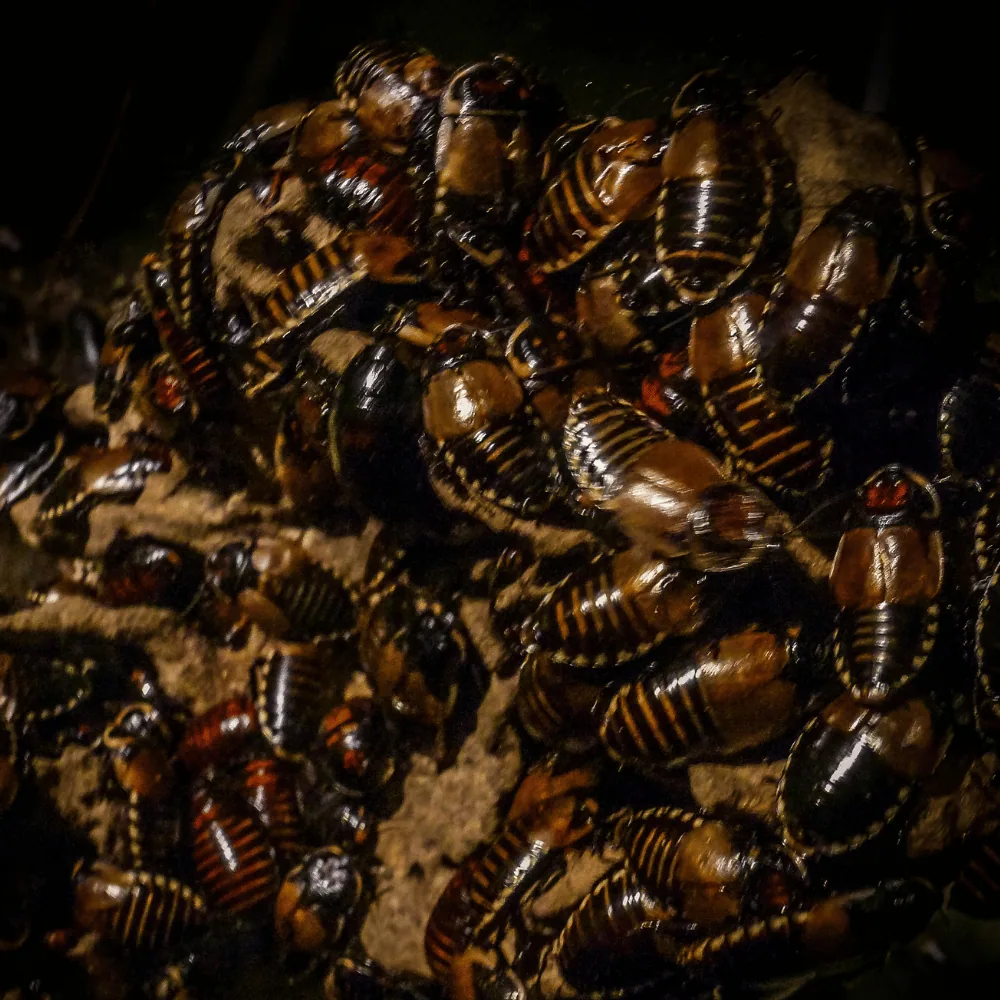Brown cockroaches