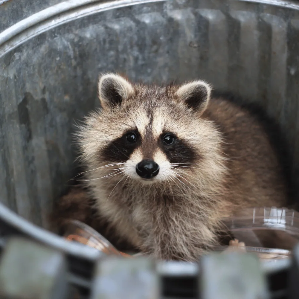 Raccoon in a garbage bin