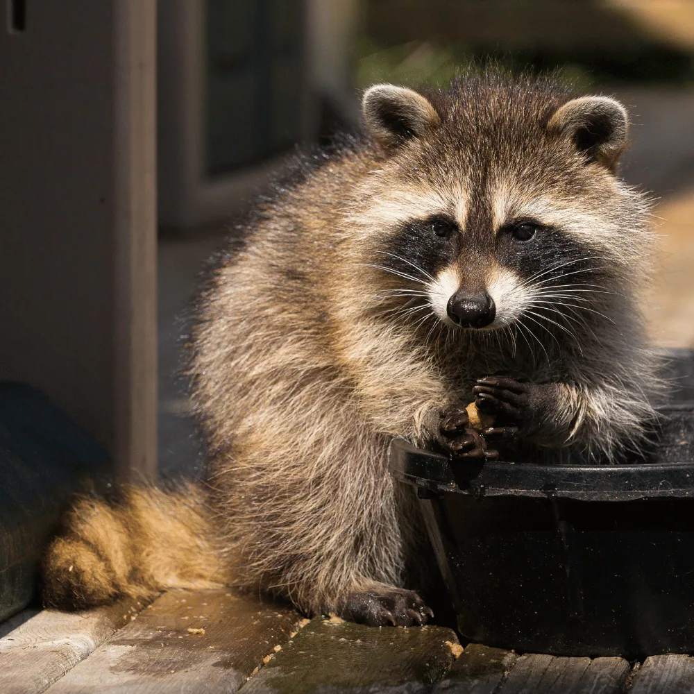 Raccoon near a house