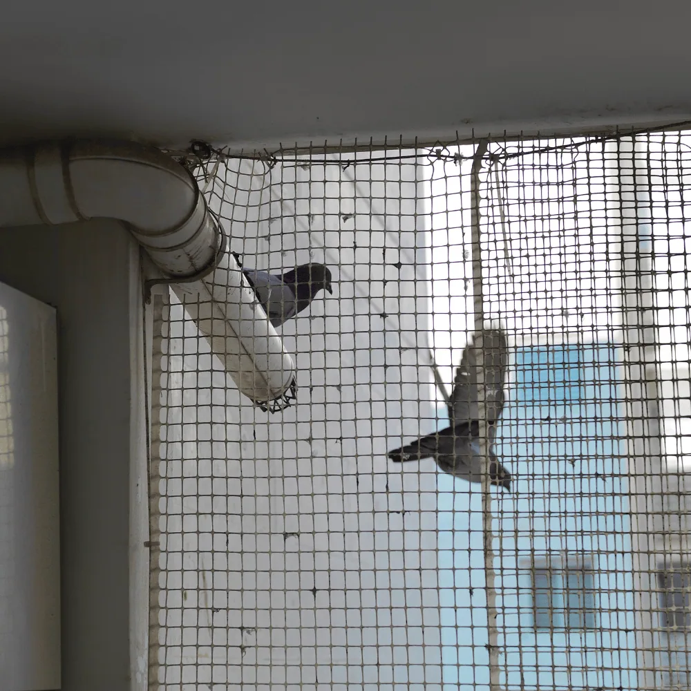Pigeon netting
