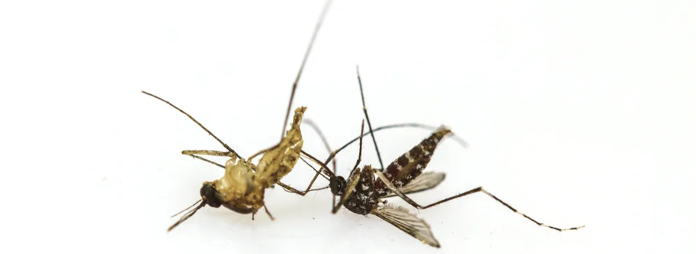 Two dead mosquitoes