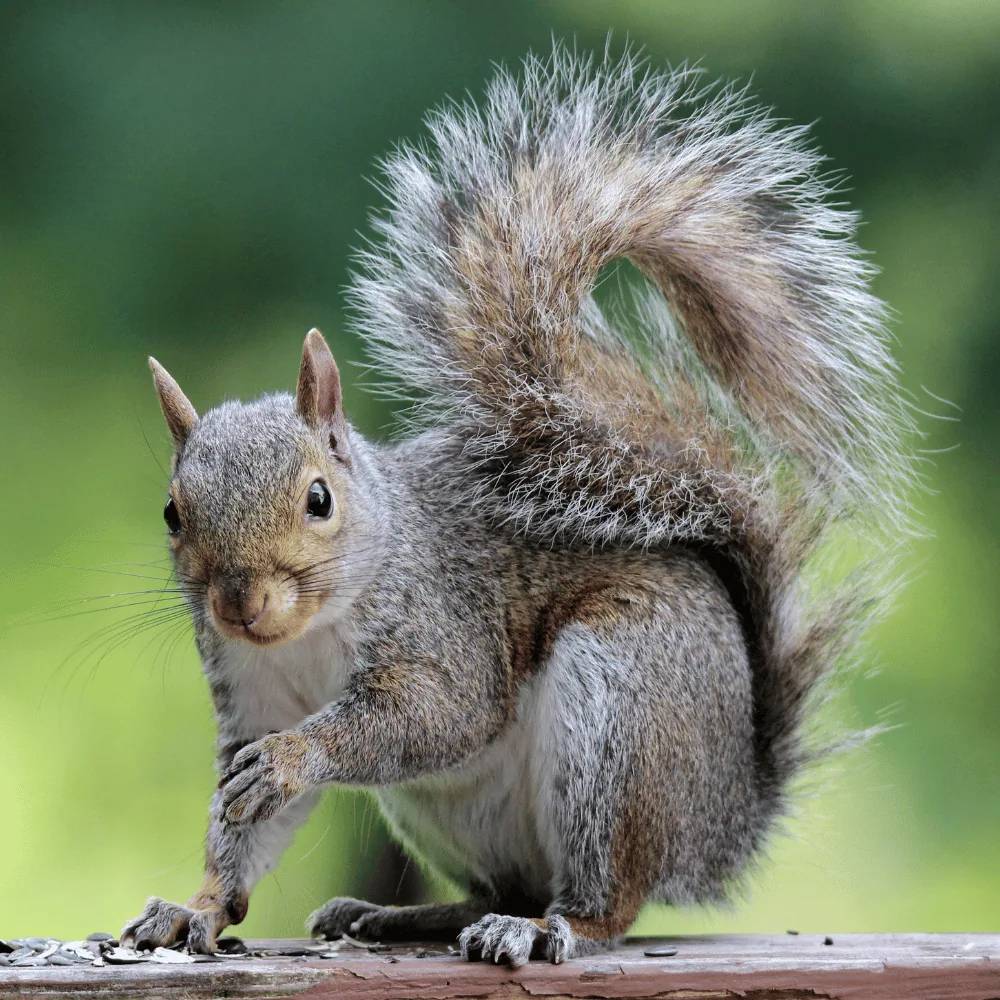 Grey squirrel