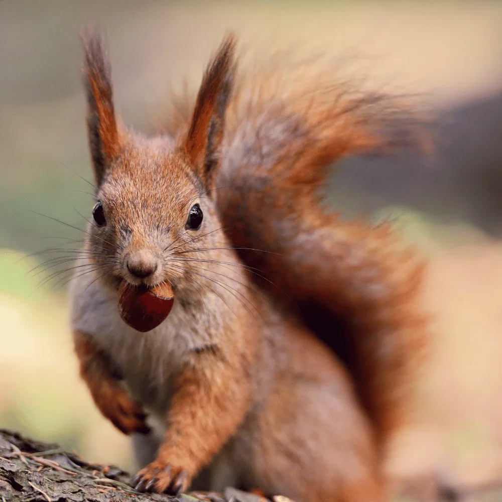 Red squirrel