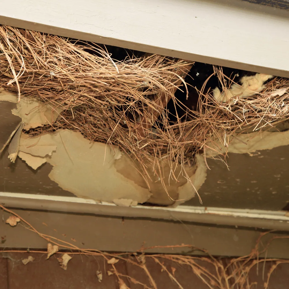 Squirrel nest