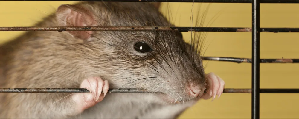 Rat gnawing on wire mesh