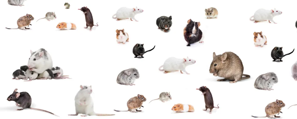 Illustration: Prevent rats from entering with backwater valves