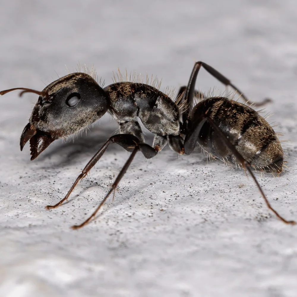 Black carpenter ants