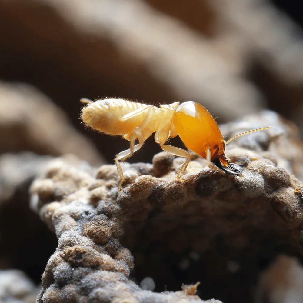 Termites
