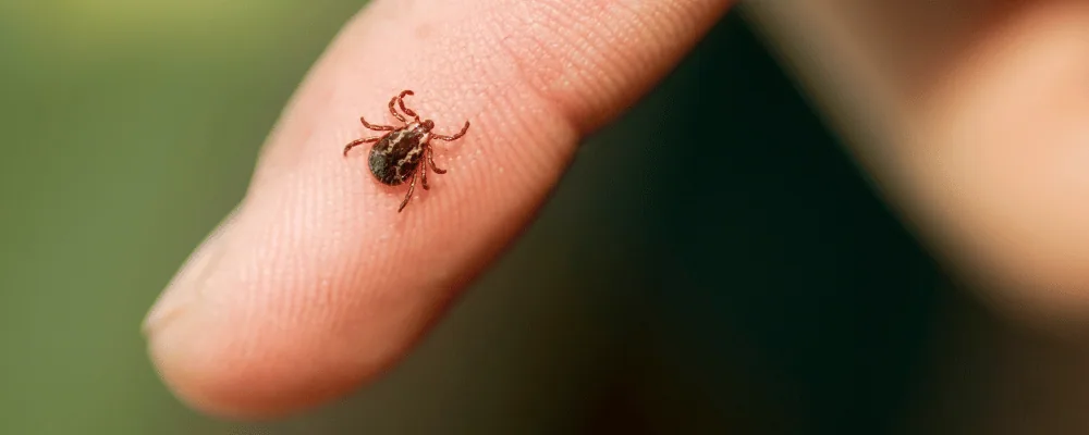 How to identify a tick in Quebec: visual characteristics