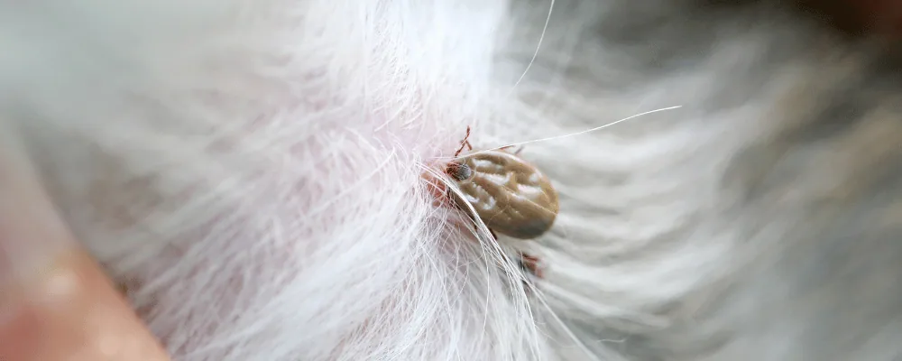 Tick on a pet: transmission risk in Quebec