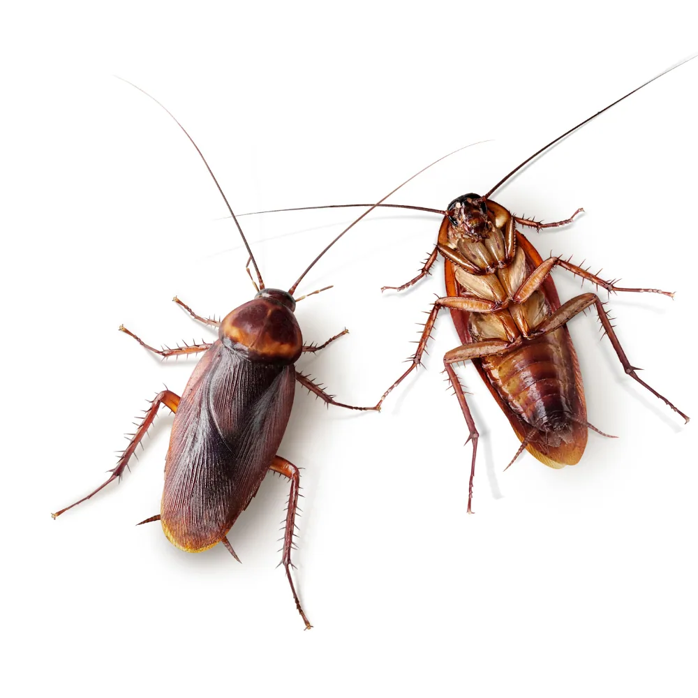 Cockroaches moisture insects kitchen bathroom