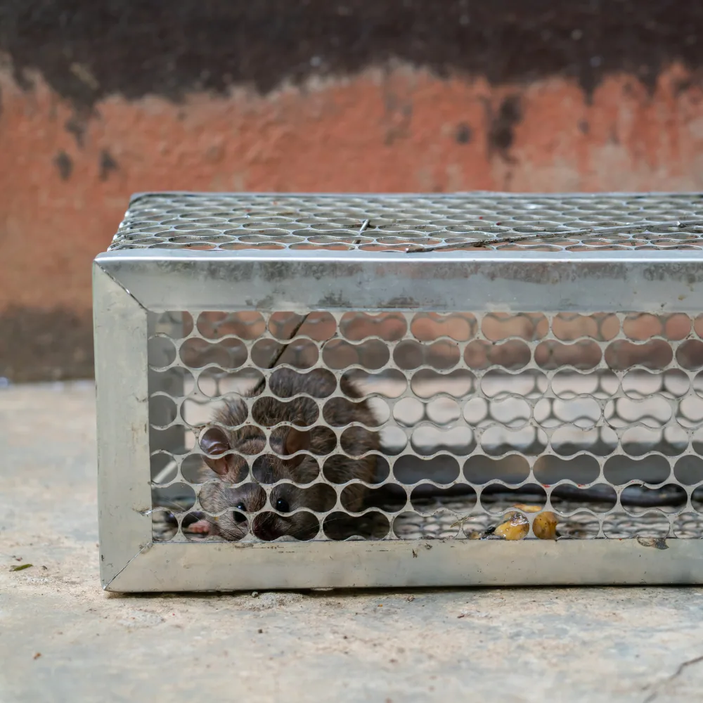 Illustration: How to identify and tell the difference between a rat and a mouse