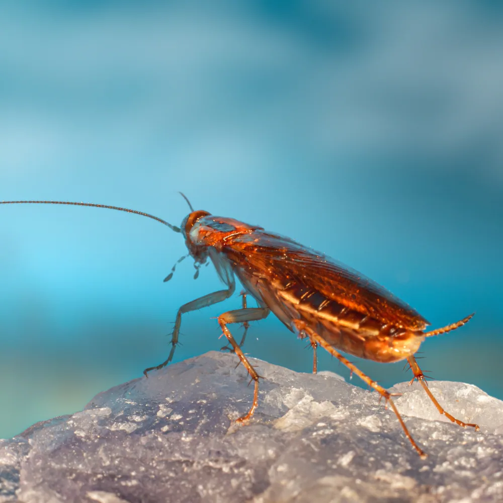 Illustration: A complete guide to identifying cockroaches by color