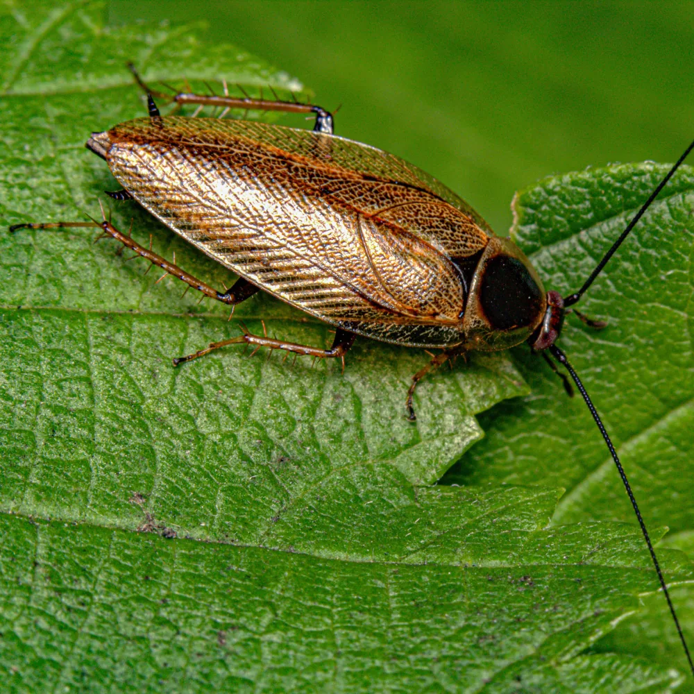 Illustration: A complete guide to identifying cockroaches by color