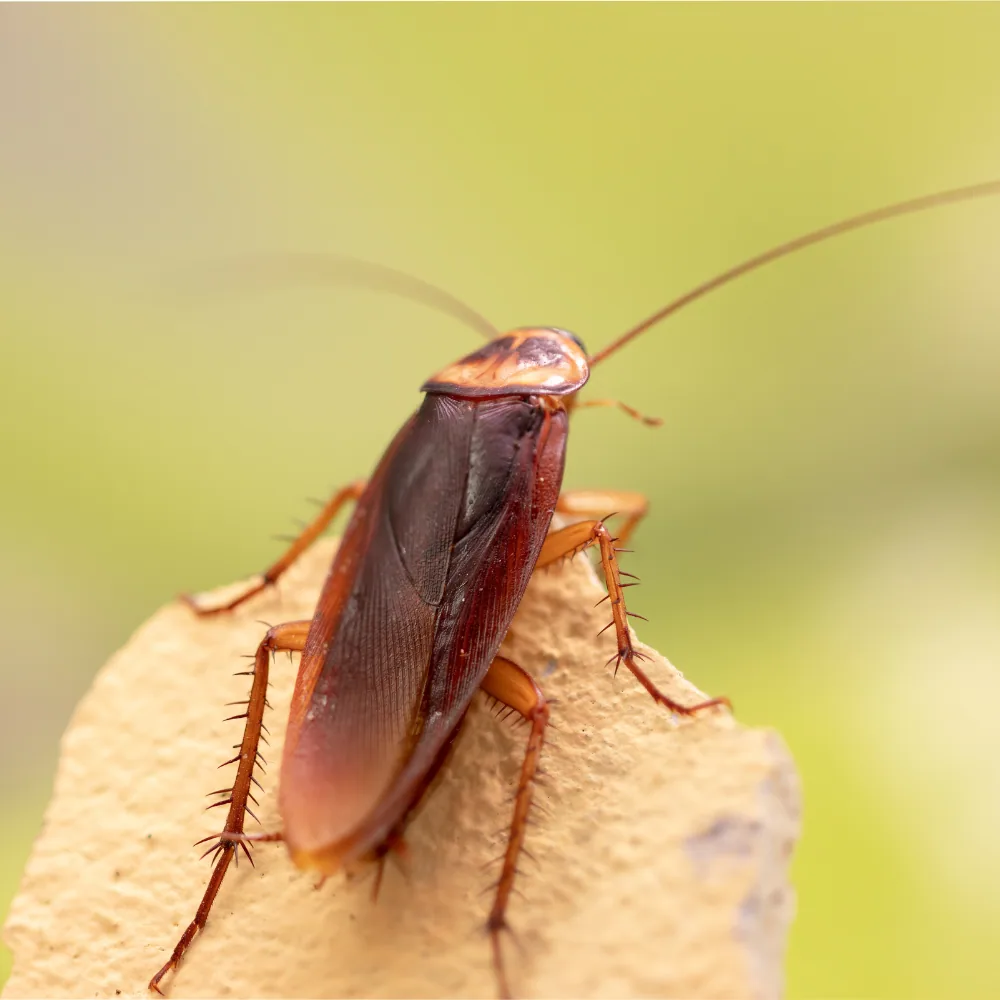 Illustration: A complete guide to identifying cockroaches by color
