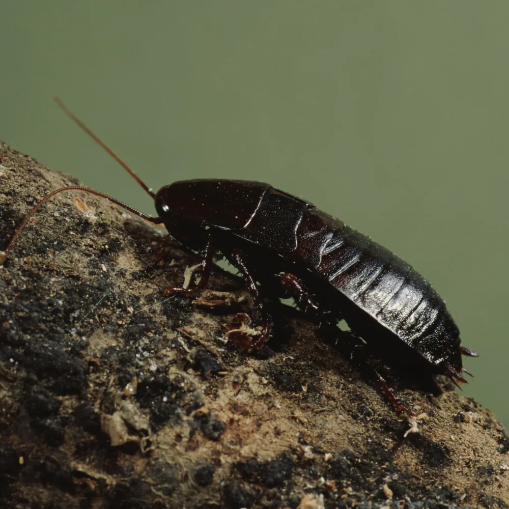 Illustration: A complete guide to identifying cockroaches by color