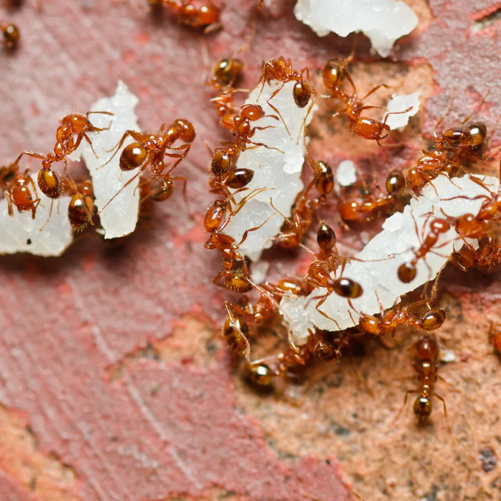 Illustration : Débarrassez-vous des fourmis dans votre maison : le guide complet pour le contrôle des fourmis en 2025