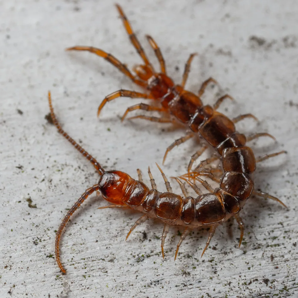 House centipede moisture insect basement Quebec