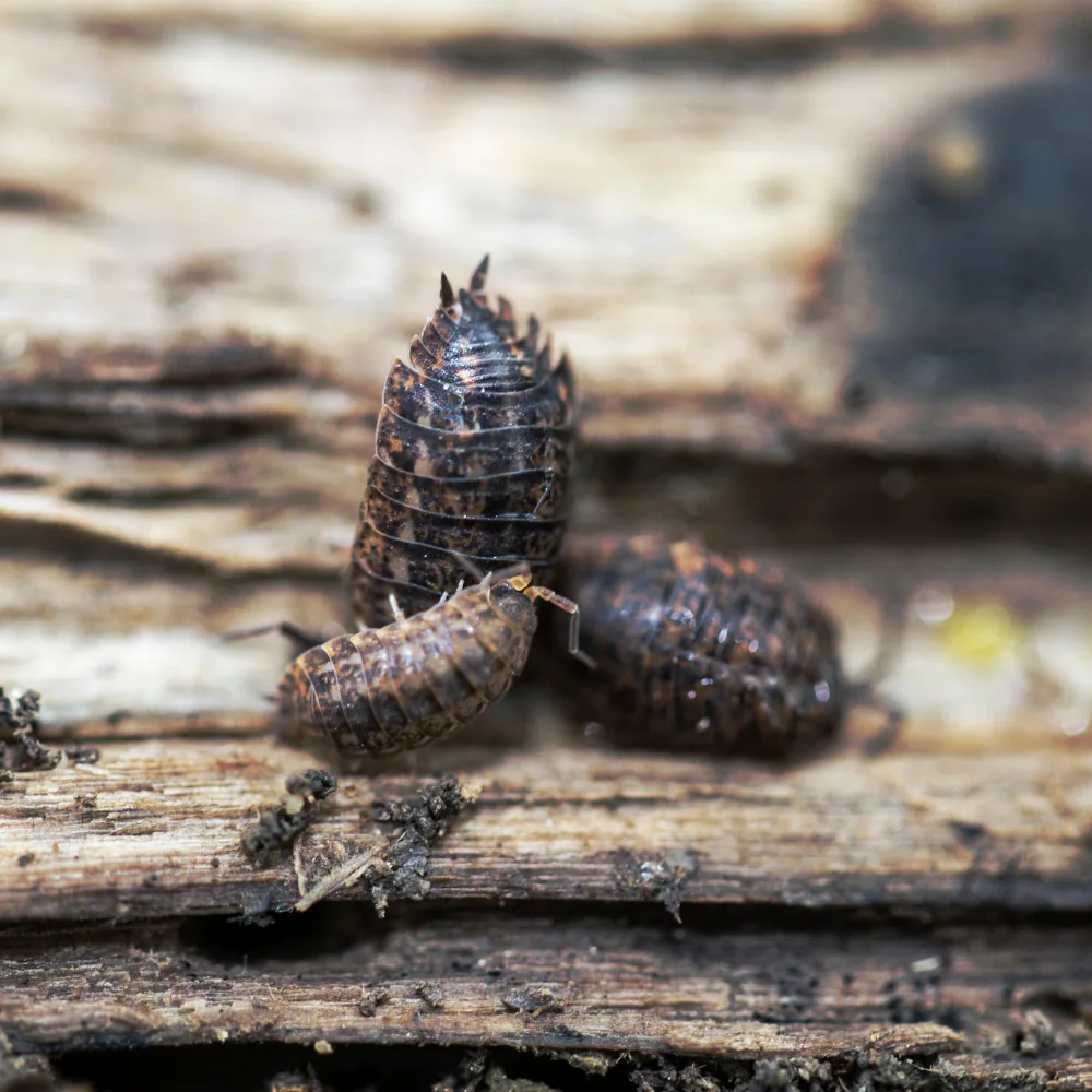 Sowbugs pillbugs moisture insects basement