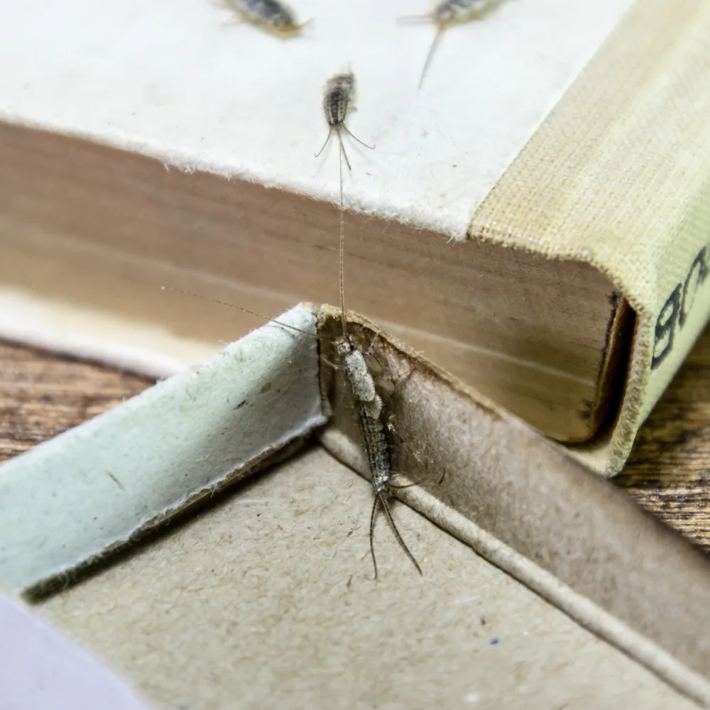 Silverfish moisture insect found in Quebec homes