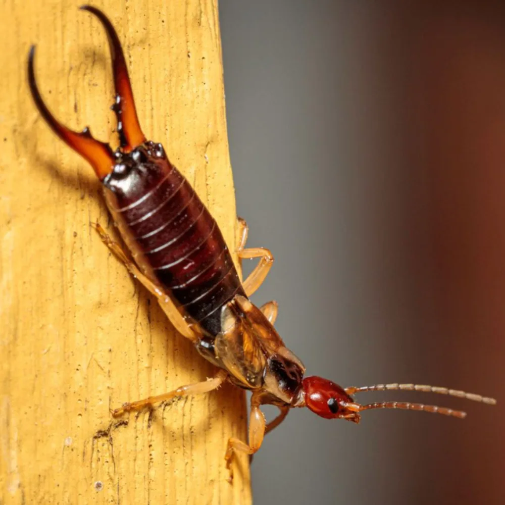 Earwig moisture insect basement bathroom