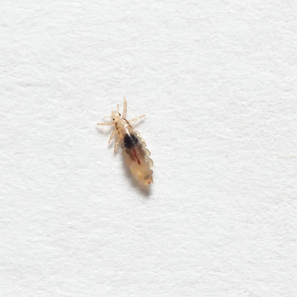 Book lice psocids moisture insects home