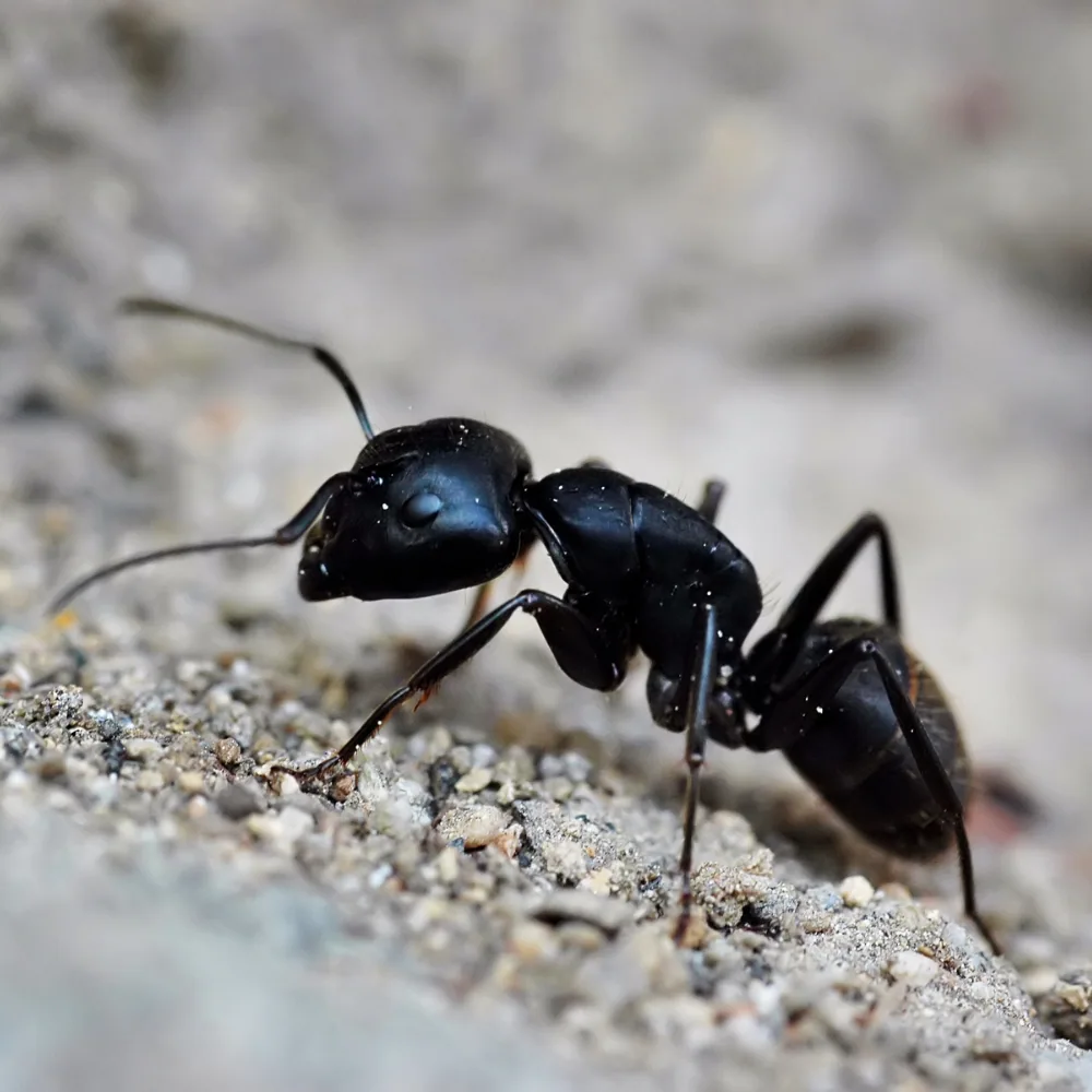 Carpenter ants damp wood home Quebec