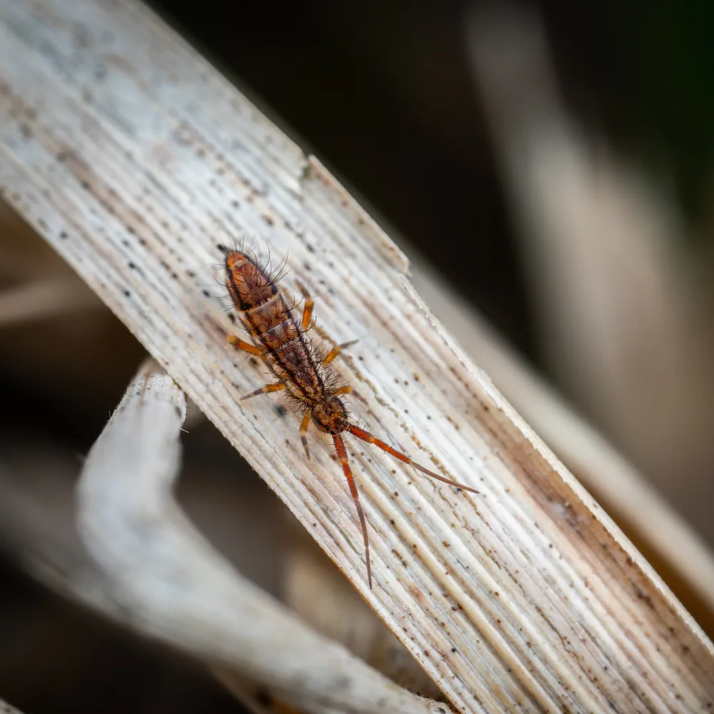 Springtails tiny moisture insects home