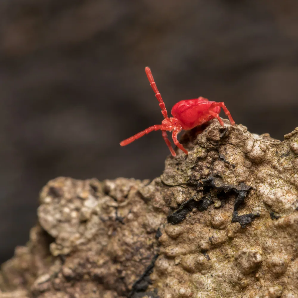 Illustration: Identifying tick-like insects: a comprehensive guide