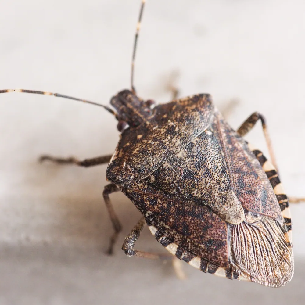 Illustration: Identifying tick-like insects: a comprehensive guide