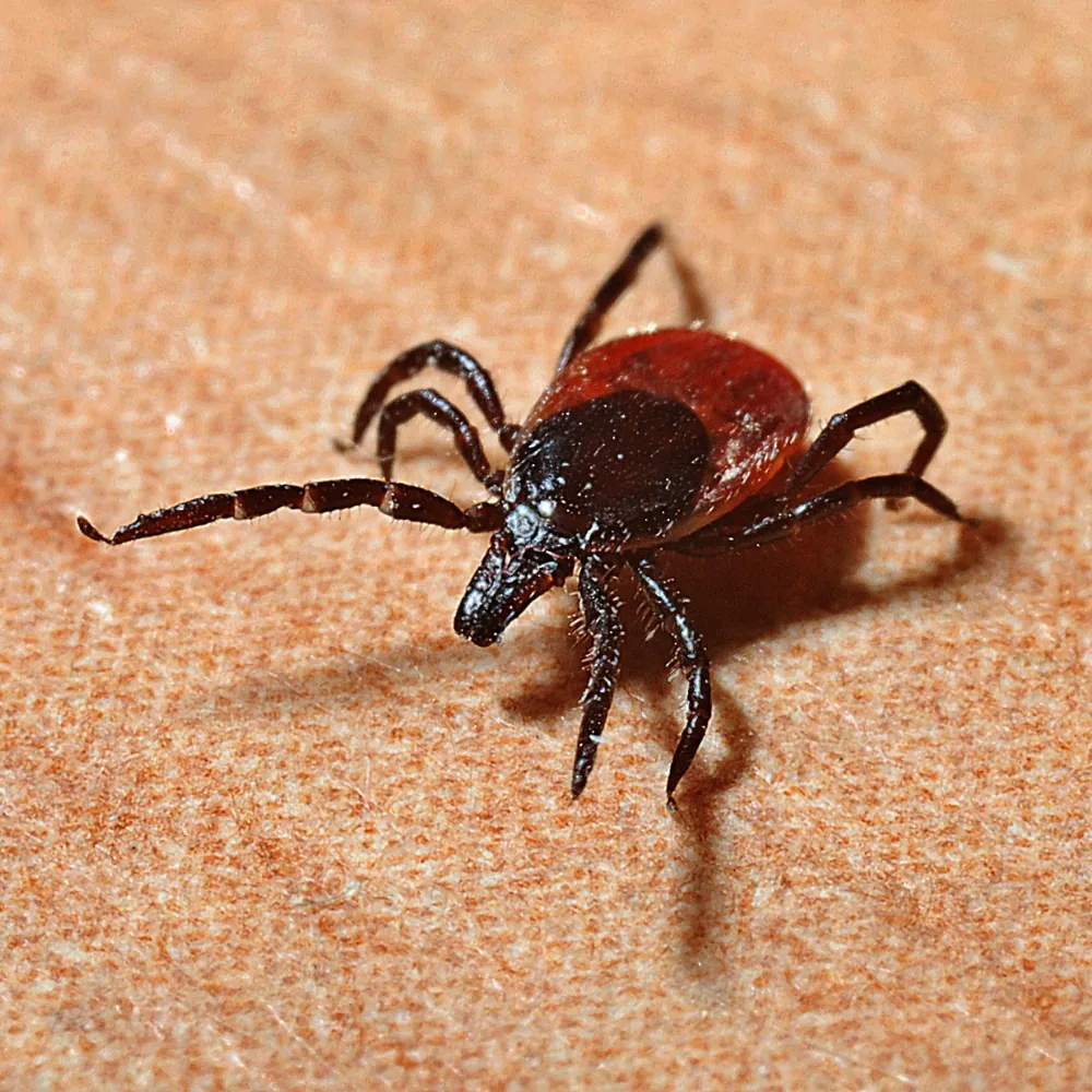Illustration: Identifying tick-like insects: a comprehensive guide