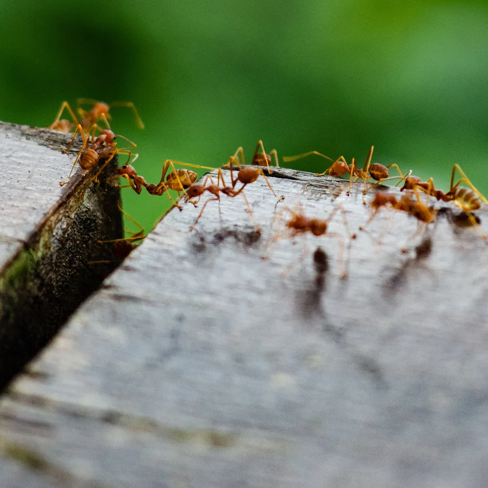Illustration : Débarrassez-vous des fourmis dans votre maison : le guide complet pour le contrôle des fourmis en 2025
