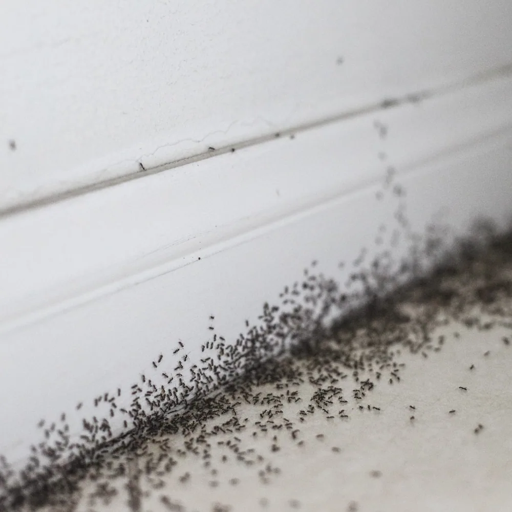 Illustration : Débarrassez-vous des fourmis dans votre maison : le guide complet pour le contrôle des fourmis en 2025