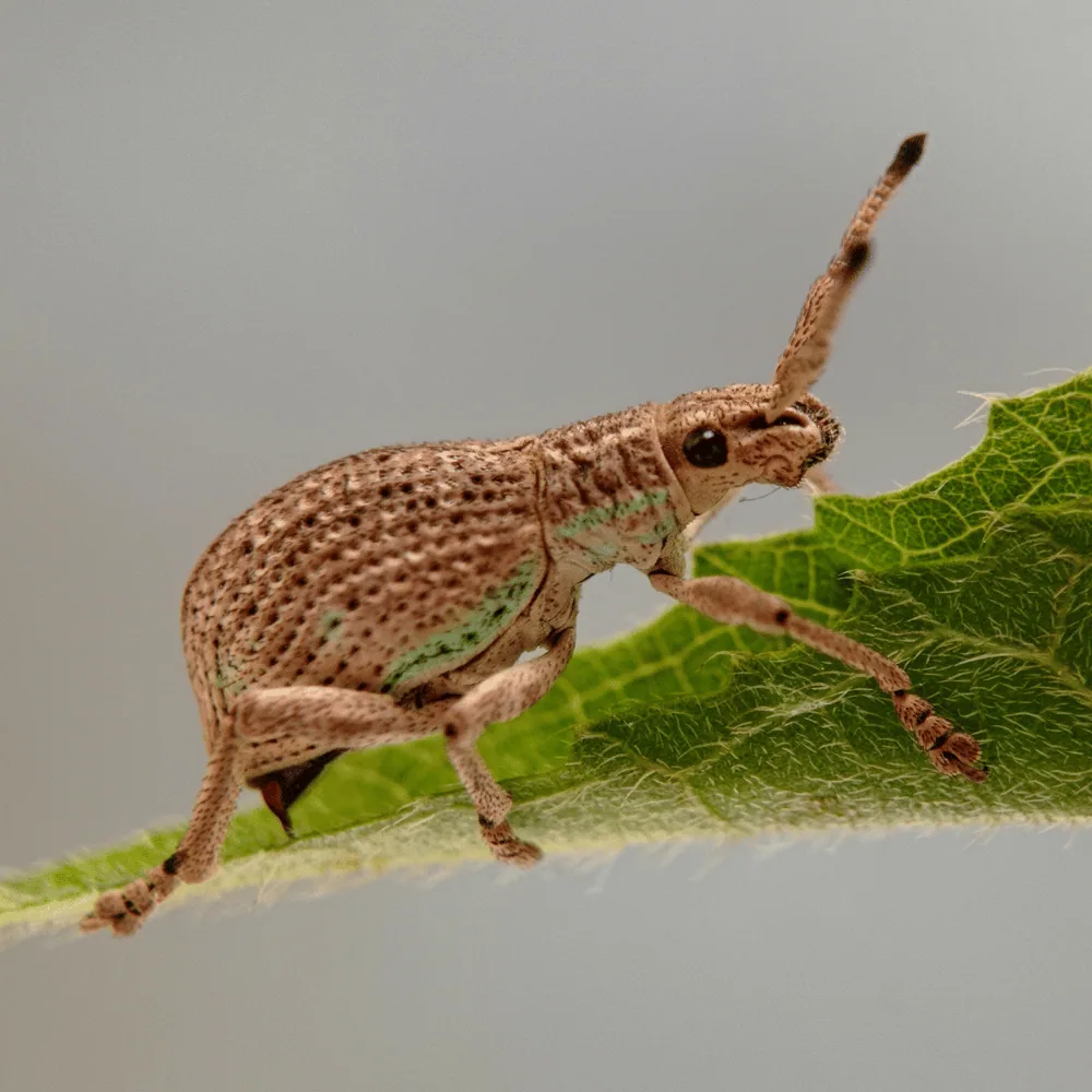 Illustration : Identifier les insectes qui ressemblent à des tiques