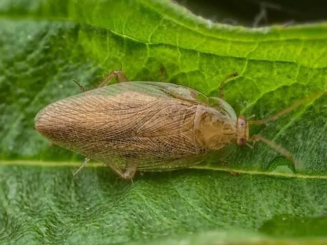 Pennsylvania wood cockroach