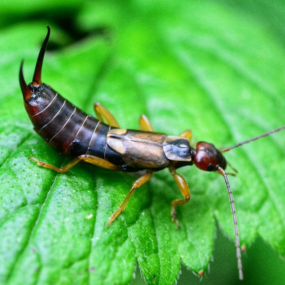 Illustration: Understanding Earwig Intrusion in Quebec Homes During Summer