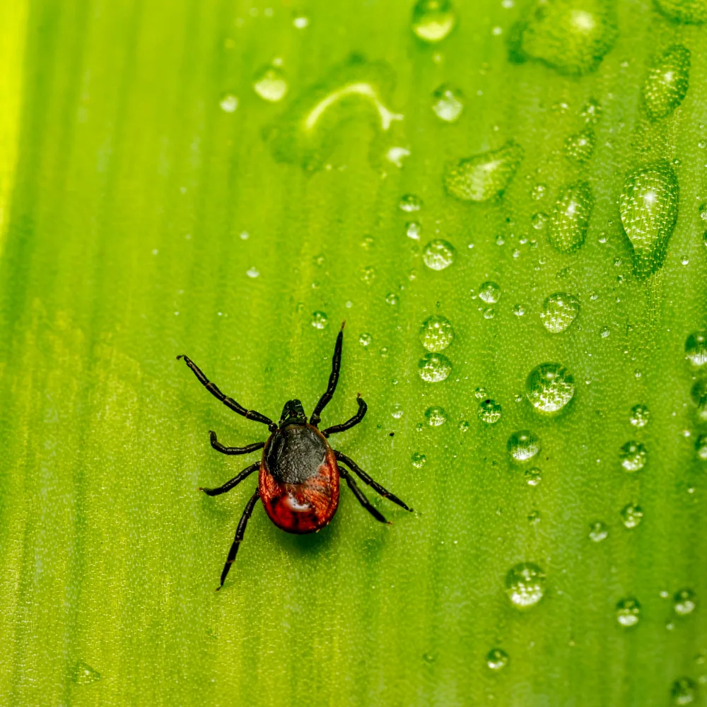 Illustration: Tick Season 2026: Protecting Families and Pets in Quebec