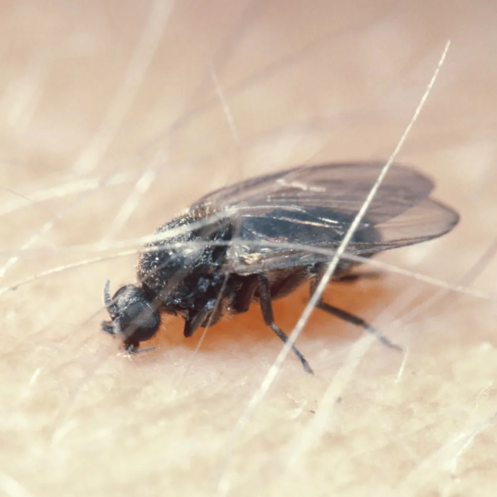 Brûlot (mouche noire)
