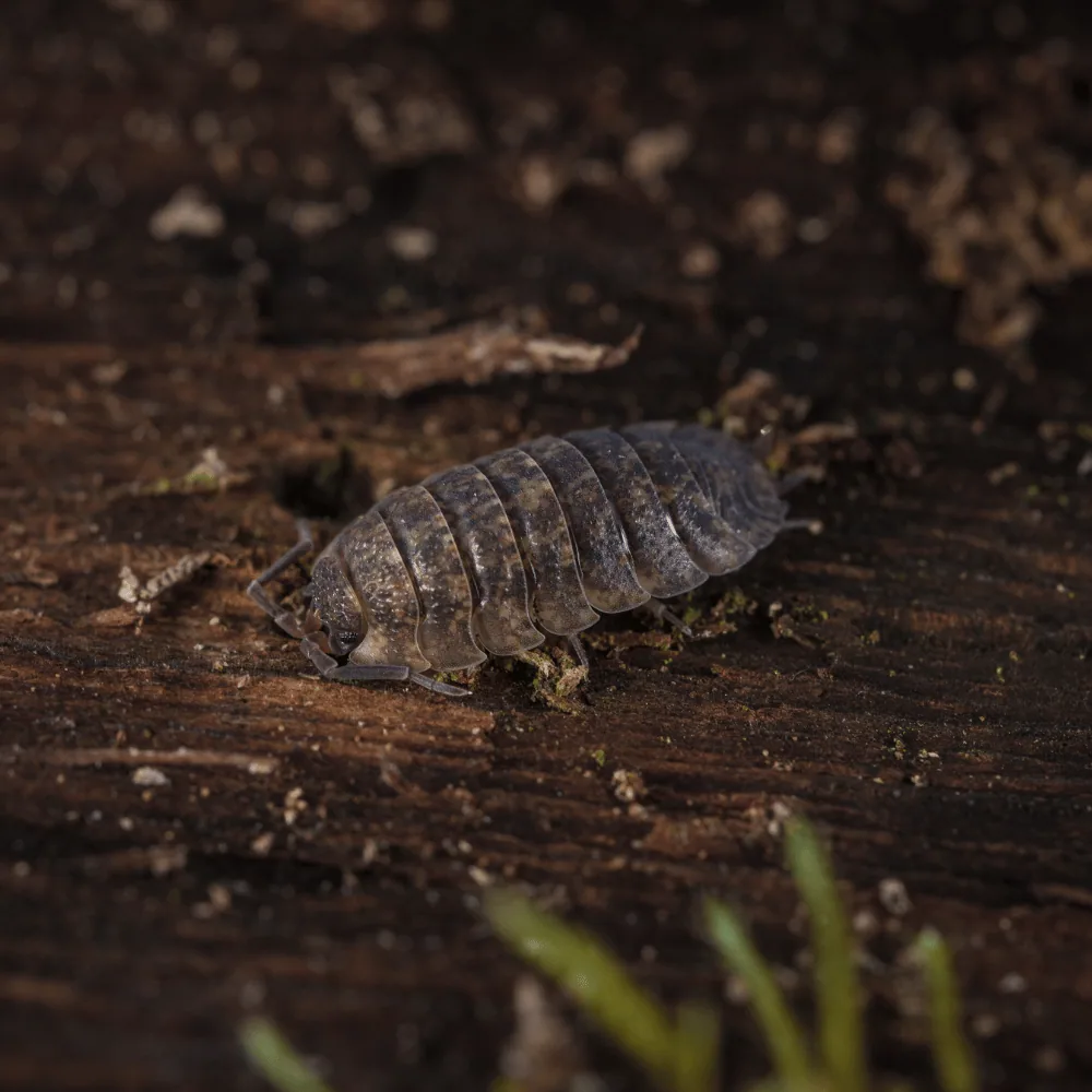 Woodlouse on damp ground