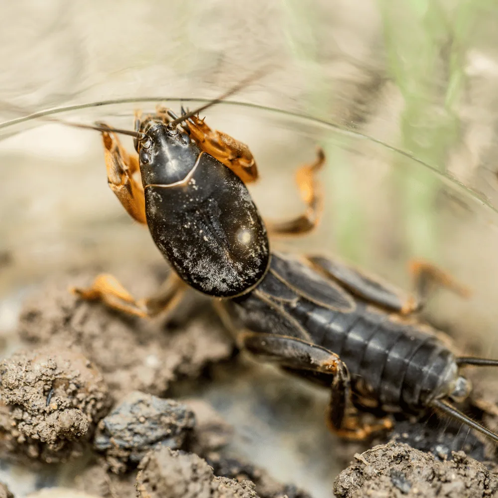 Mole cricket on soil