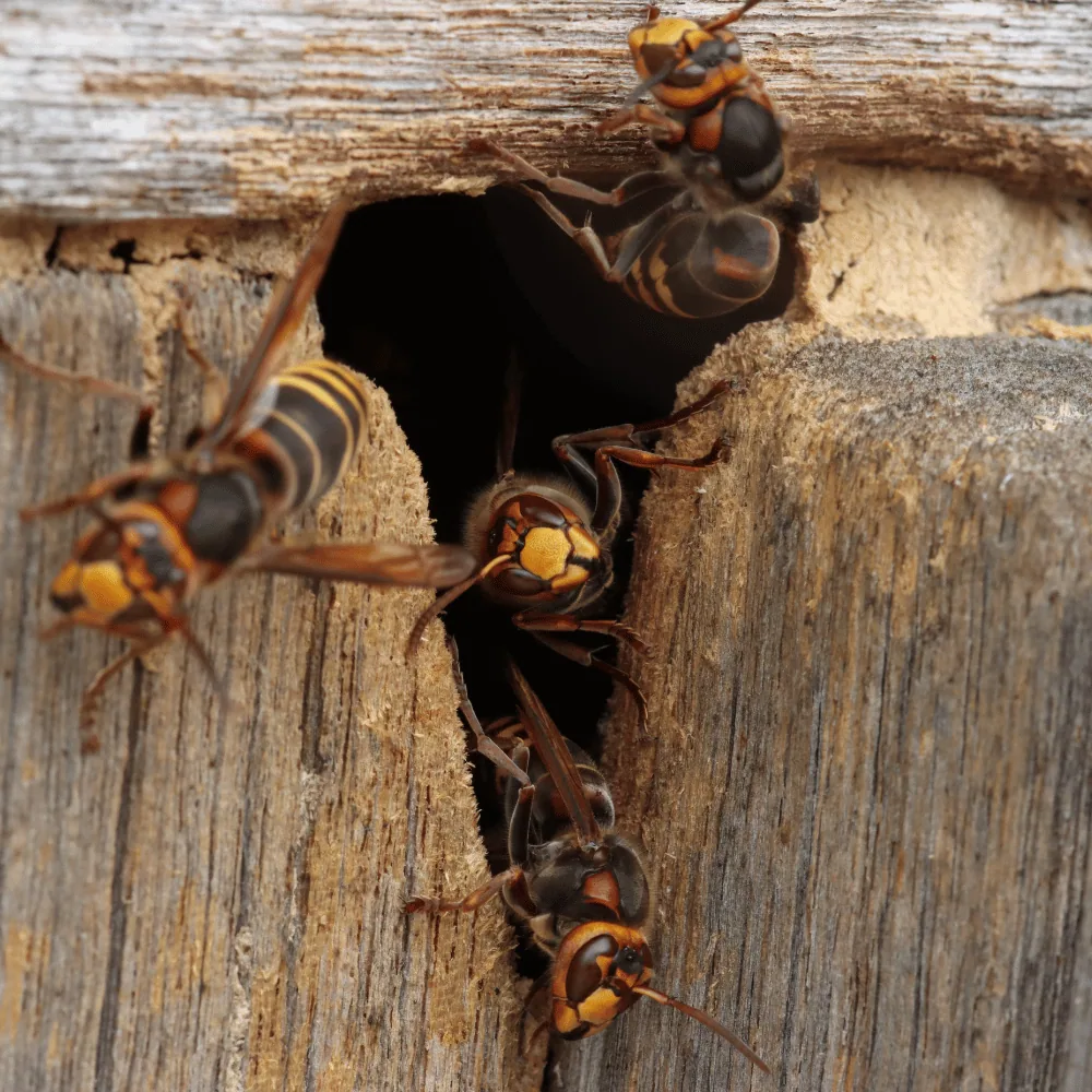 Hornet on its paper nest