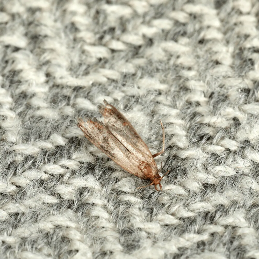 Clothes moth on wool fabric