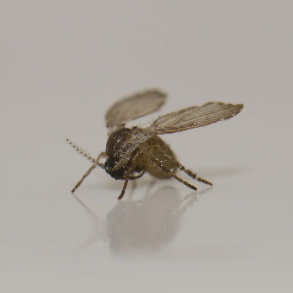 Drain fly on a bathroom wall